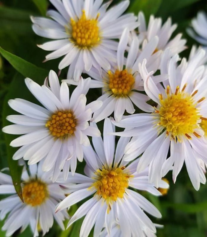 Aster dumosus `Pink Beauty ...