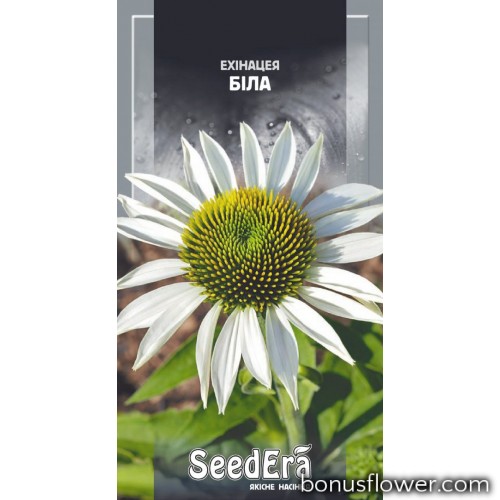 Echinacea 'Kismet White', Эхинацея 'Кисмет Уайт'