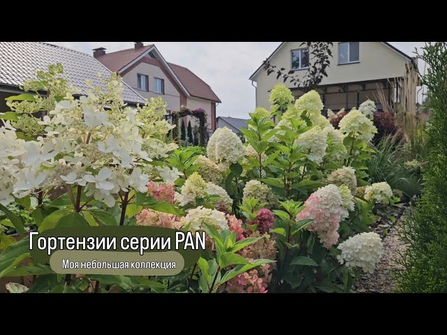 Гортензии серии PAN. PANdora, PANorama ...