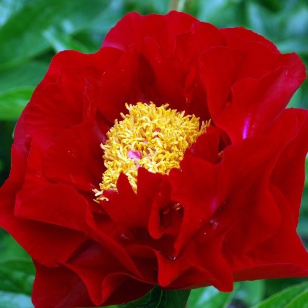 Peony