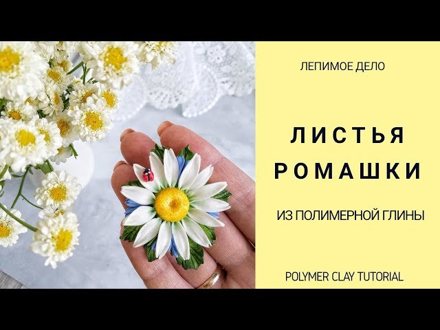 Ромашка листья — Bouquet of flowers