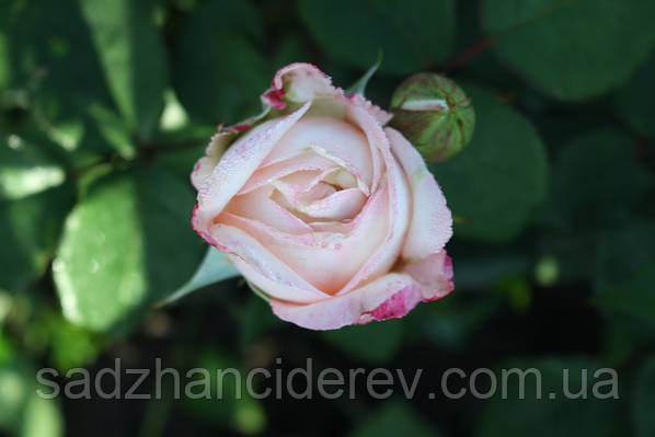 Red Rose Dozen in Woodbury, MN | Woodlane Flowers