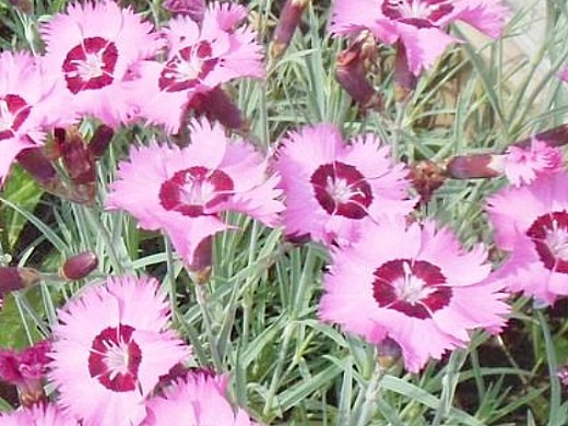 Гвоздика перистая белая, Dianthus plumarius (ID#1625763883 ...