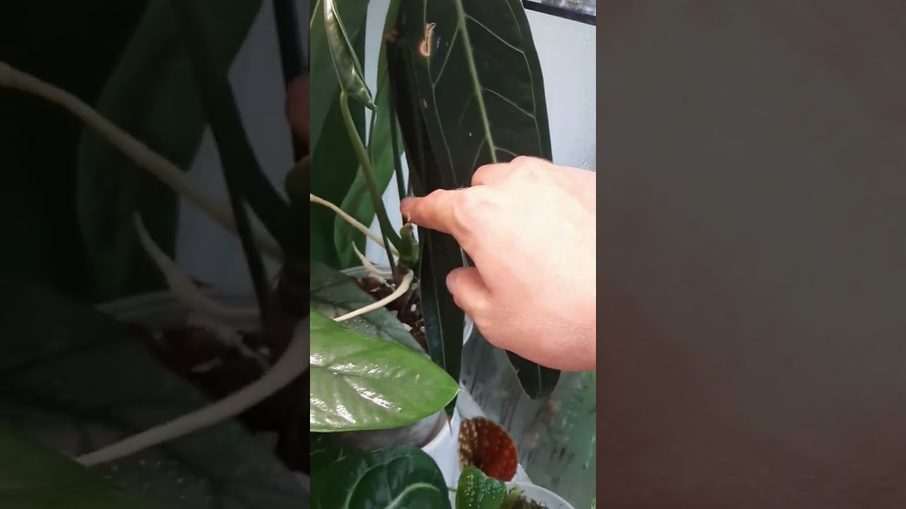 Антуриум Варока Anthurium warocqueanum ...