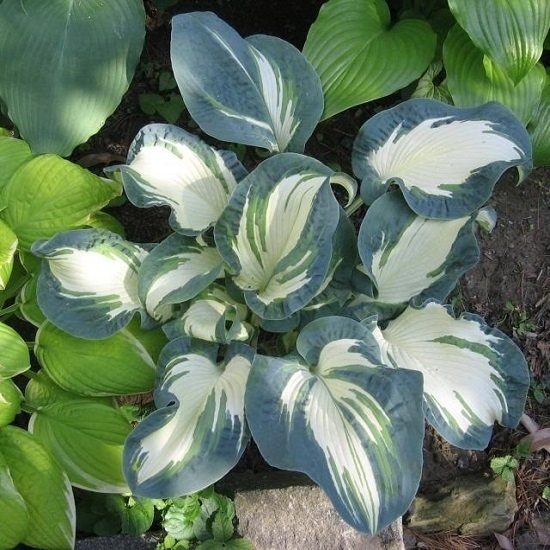 Хоста гибридная Прэинг Хэндс (Hosta hybride Praying Hands ...