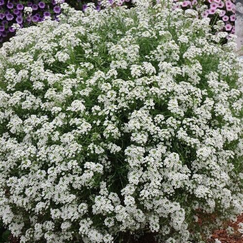 Алиссум Сноу Принцесс (Lobularia Snow Princess) 0,5л купить ...