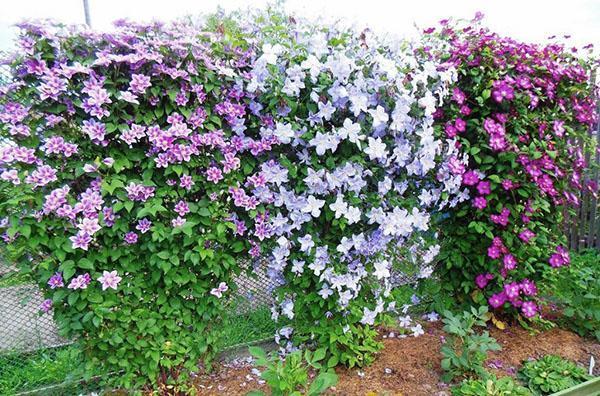 Клематис Жакмана (Clematis jackmanii T.Moore) – Вьющиеся ...