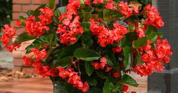 Begonia Megawatt™ 'Red Bronze Leaf (seed)' from Penn State ...