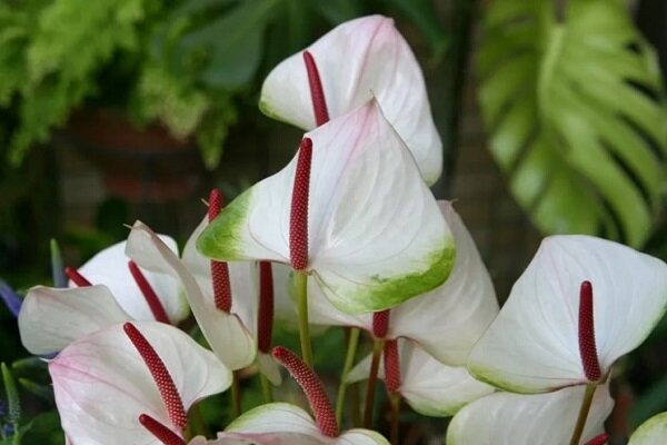 Антуриум - Anthurium: фото, условия ...