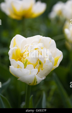 Tulip Flaming Evita | Thank you very ...