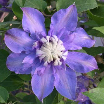 Купить Клематис Clematis Masa Evipo089 Garland РБ в Орле ...