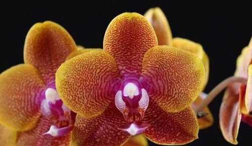 Phalaenopsis Sogo Lawrence x Phalaenopsis Kung's Red Cherry