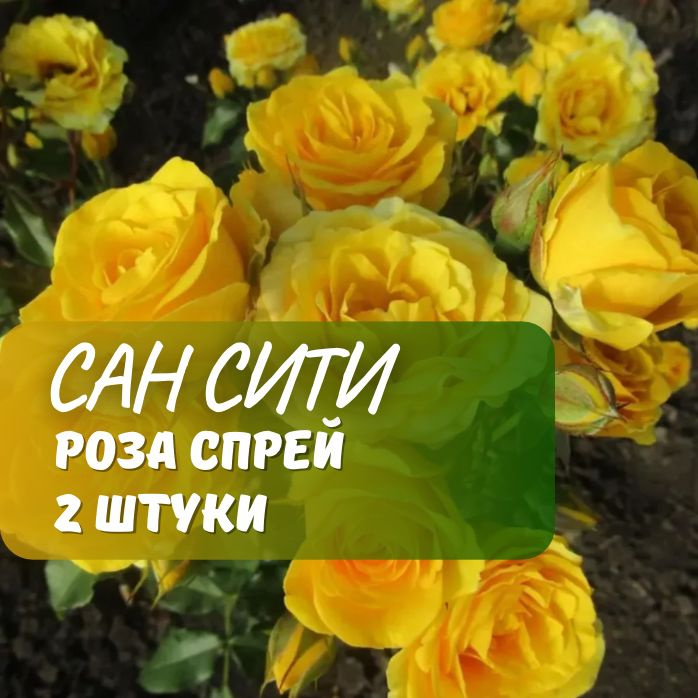 Роза спрей Сан Сити – купить саженцы в питомнике 