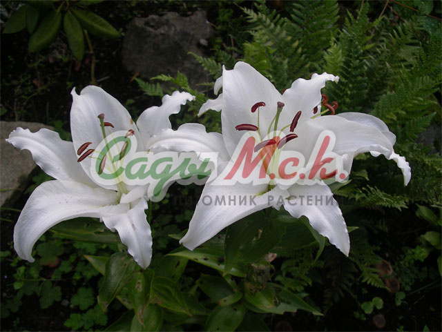 ✓ Лилия Баккарди (Lilium Baccardi), 7шт ...