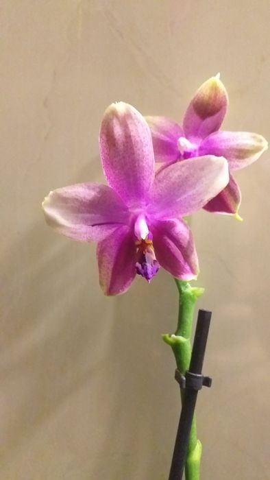 Phalaenopsis schilleriana - Страница 53 ...