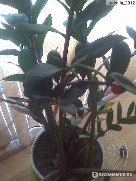 Замиокулькас - Долларовое дерево (Zamioculcas d12 ): продажа ...