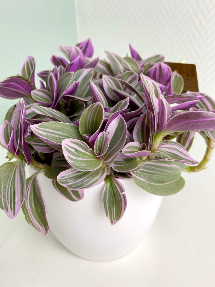 Традесканция (Tradescantia) укорененные черенки купить оптом ...