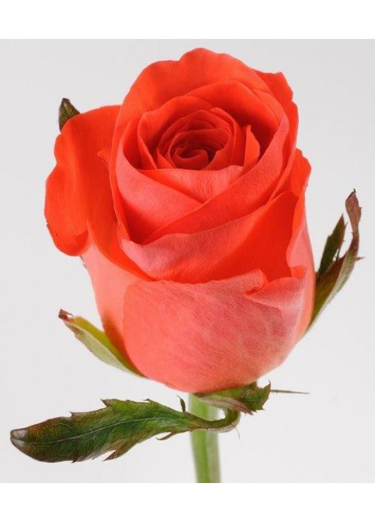 Wow Roses, Orange Rose, Hotshot Roses ...