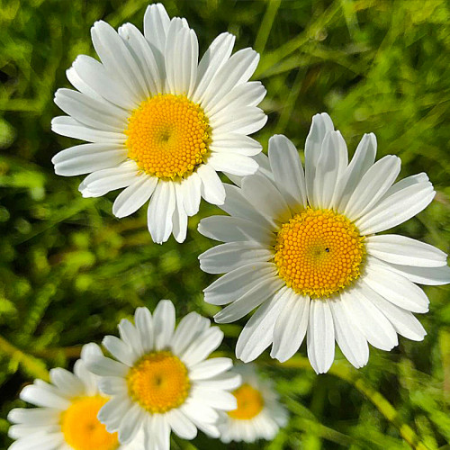 Нивяник обыкновенный Leucan themum ...