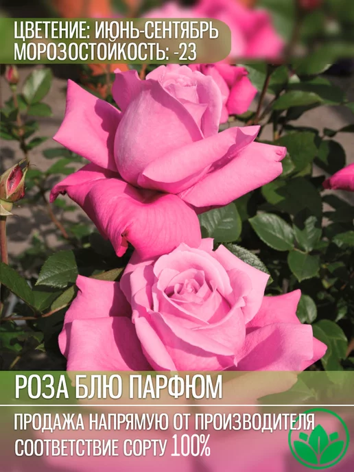 Японская роза Boul de Parfum (Буль Парфюм)