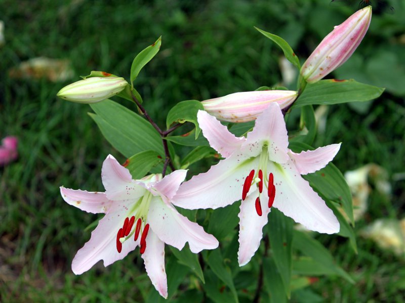 Orientlilja Lilium 'Marco Polo ...