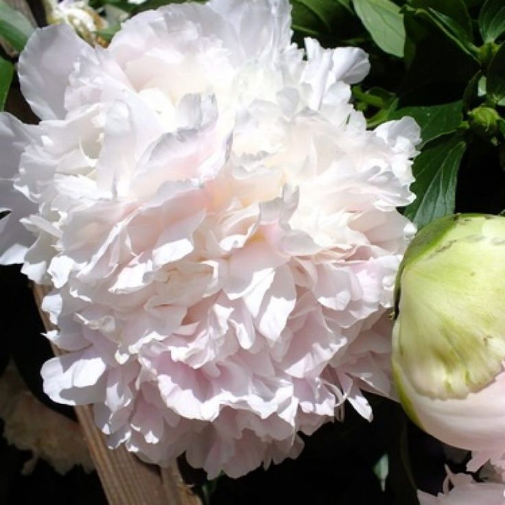 Пион травянистый 'Пинк Гавайн Корал' / Paeonia 'Pink Hawaiian ...