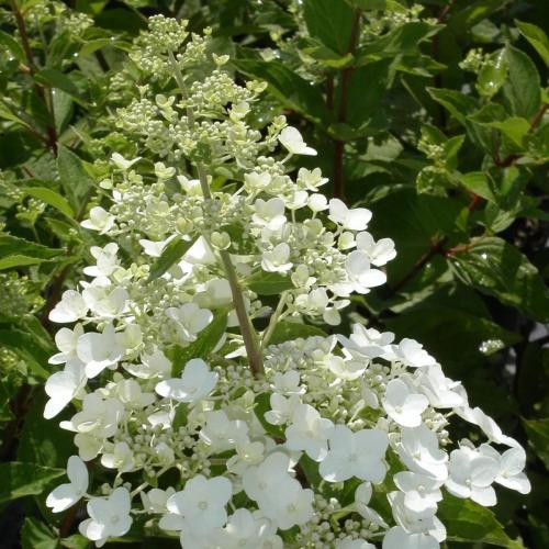 Hydrangea pan ...