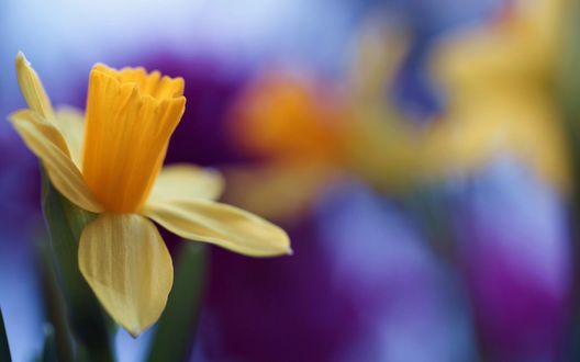 Narcisi e fiori di garofano ...