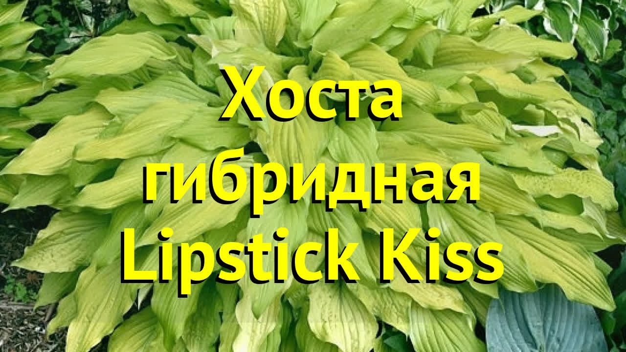 Хоста Lipstick Blond (Липстик Блонд) | Купить Хоста Lipstick ...