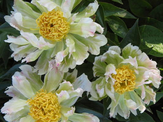 Paeonia lactiflora 'Green Lotus' - Shoot