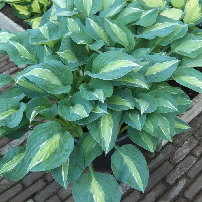 Plant Profile for Hosta 'Kiwi Full Monty' - Hosta Perennial