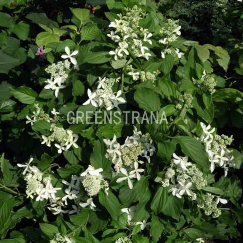 Гортензия метельчатая (Hydrangea paniculata `Star Rose ...