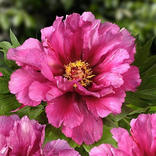 Paeonia May Lilac Пион Мэй Лайлэк