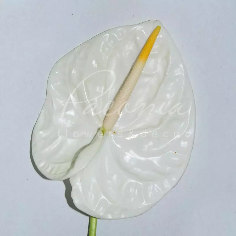 Buy/Send Anthurium Acropolis per Stem Online | IGP | WF1096255