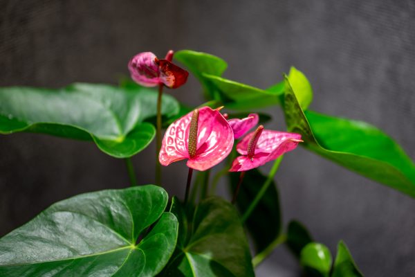 Anthurium Maine Pink - 23CM