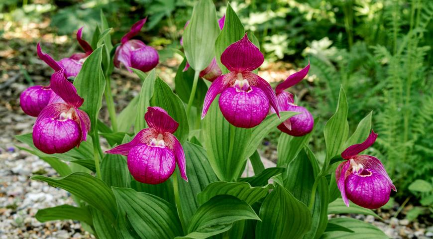 Купить ВЕНЕРИН БАШМАЧОК ВЗДУТЫЙ (Cypripedium VENTRICOSUM) в ...