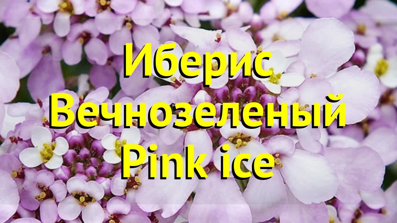 Цветочная лавка : Тюльпан Ice Cream