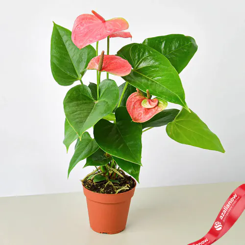 Антуриум (лат. Anthurium), d 12 |