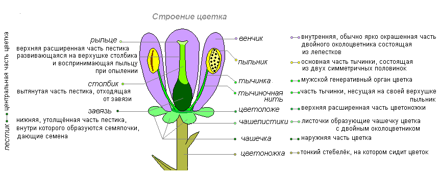 5 причин завести дома бегонию: что даст ...