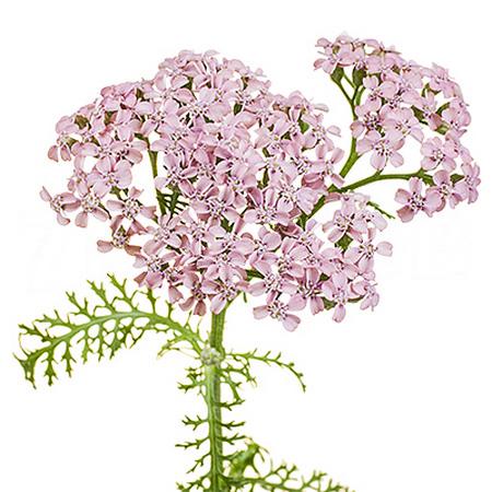 Gardening | Ахиллея (achillea ...