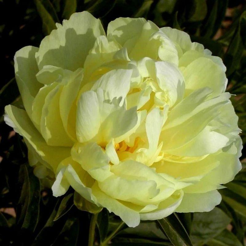 Paeonia Itoh Bartzella ...