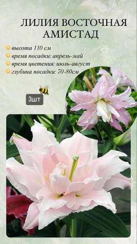 Лилия Амистад (Lilium Amistad) купить луковицы в Москве по ...