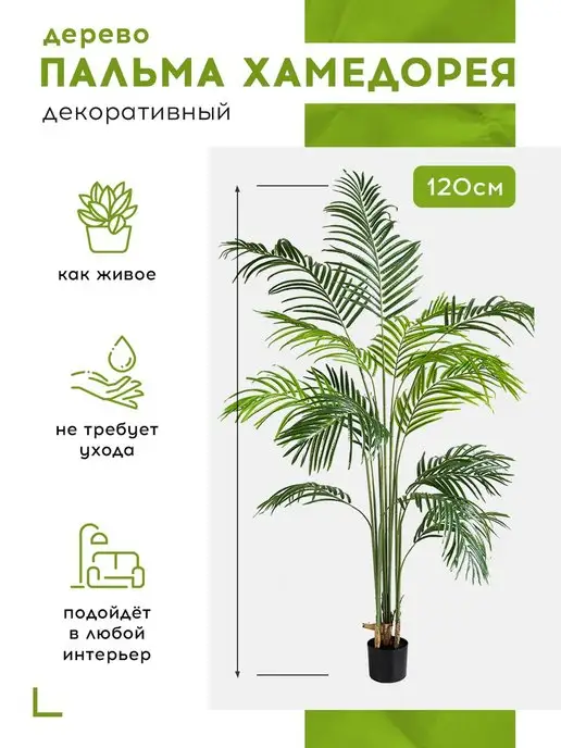 Хамедорея изящная (Chamaedorea elegans) — описание ...