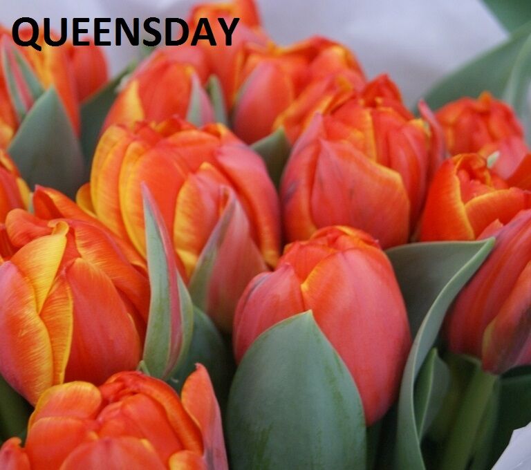 Купить Тюльпан Double Queensday оранжевый 39см оптом | Paeonia