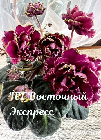 ЕК-Шармэль - Новинки 2014 селекция фиалок. ЕК-Фиалки - фиалки ...