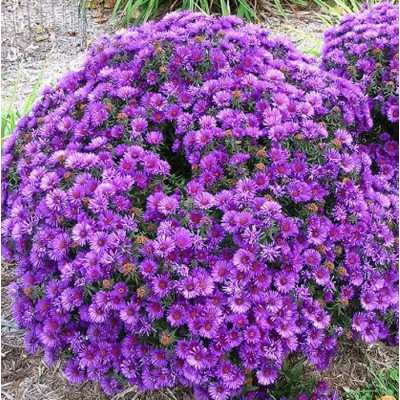 Астра альпийская Блу (Aster alpinus Blue)