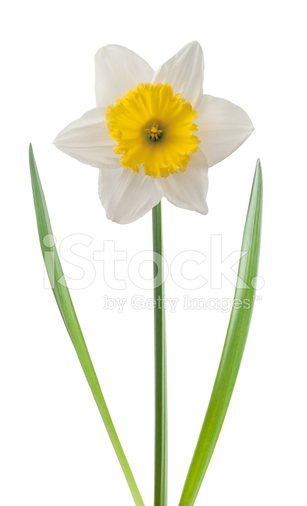 narcis-belii-137cm