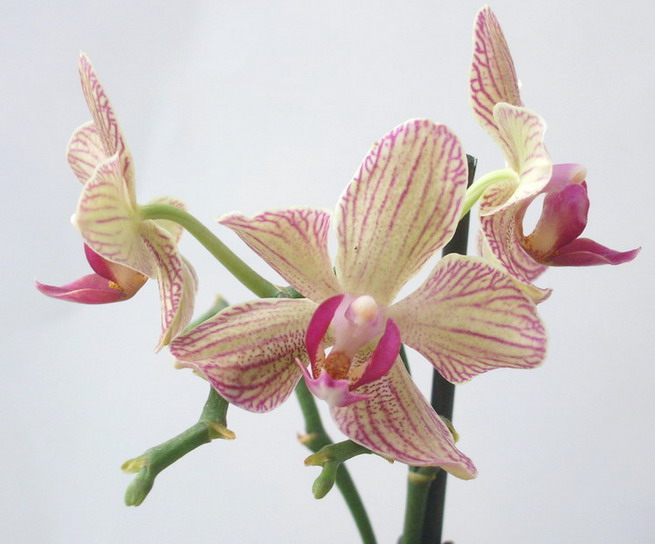 Орхидея Phalaenopsis Pescara (отцвел)