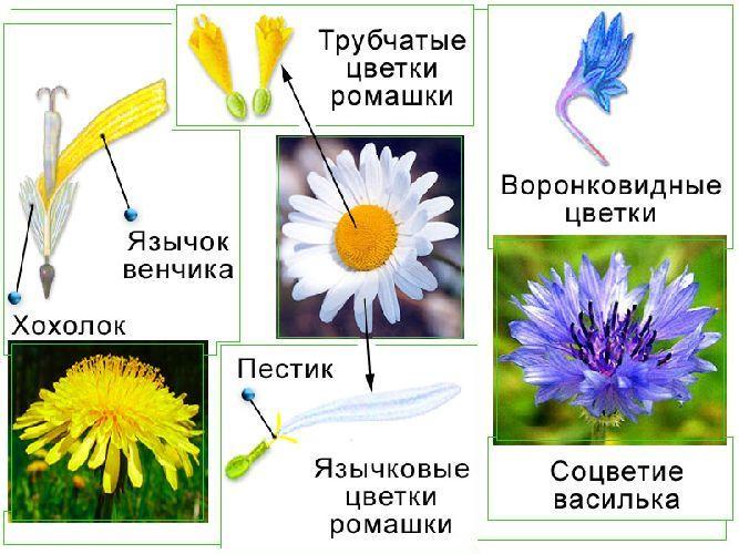 Виды ромашки Блог интернет-магазина АртФлора