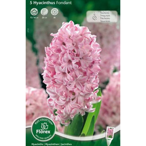 Купить оптом Hyacinthus Fondant (Гиацинт Фондант) В30